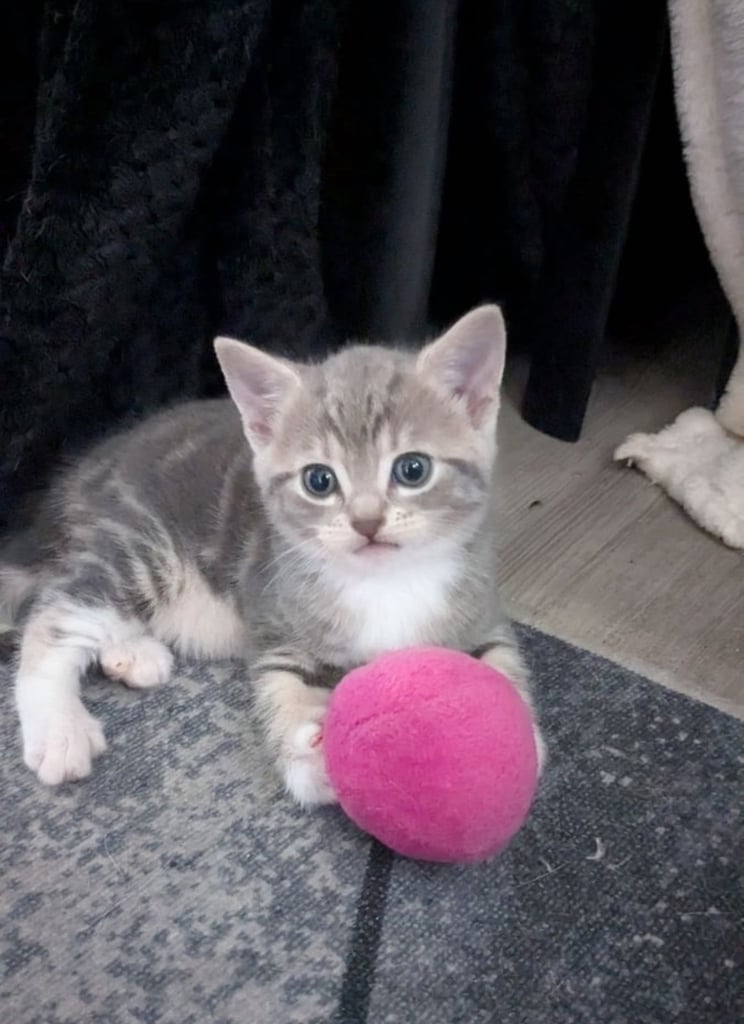 Friendly Kitten