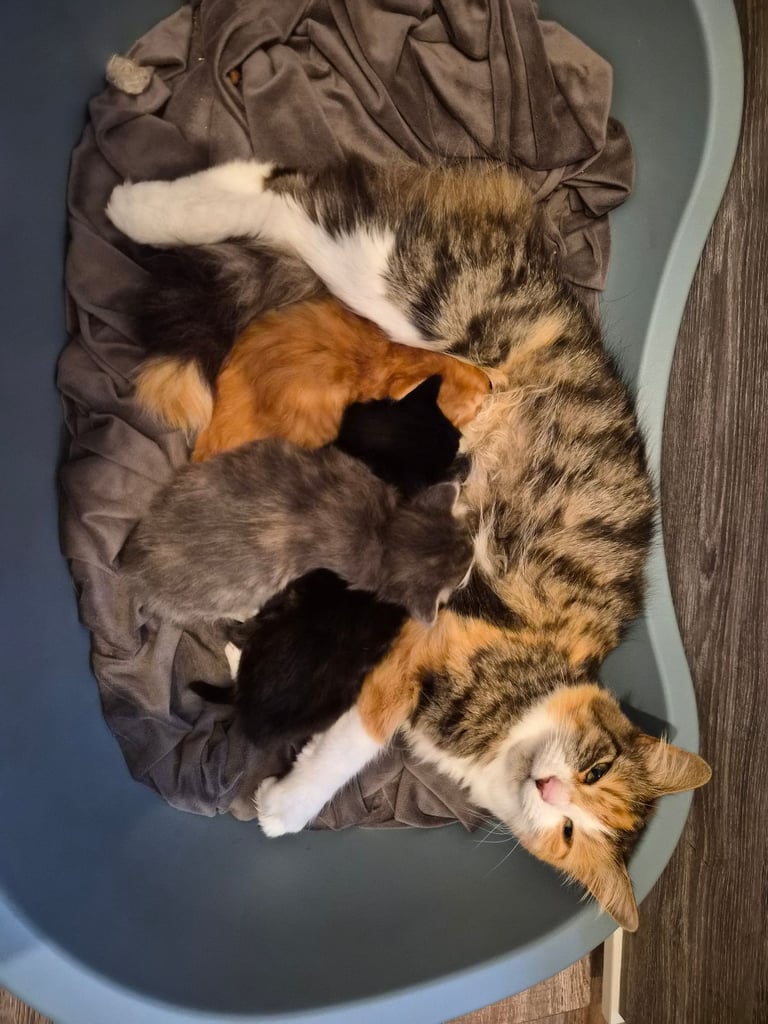 Beautiful Norwegian Forest Cat X Kittens 