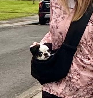 Puppy Carry Sling Carrier Cat Manchester