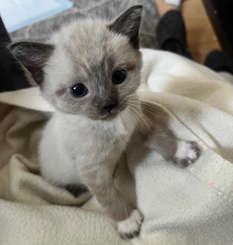 8week old British short hair 