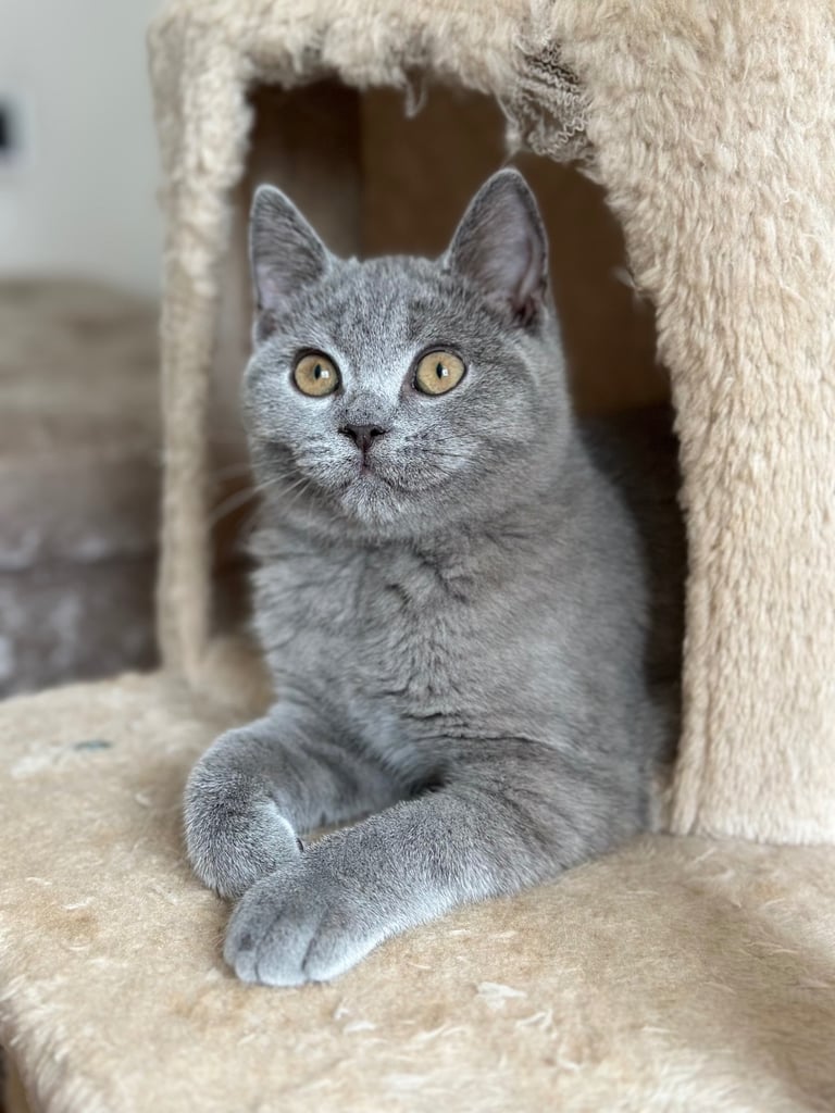 🐾 British Shorthair female kitten 🐾 