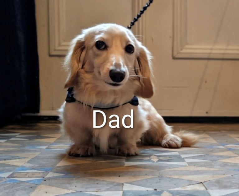  Hi, I’m a long-haired Mini pup! 💕 Rare creams & black & tans — will you be my new mummy or daddy?