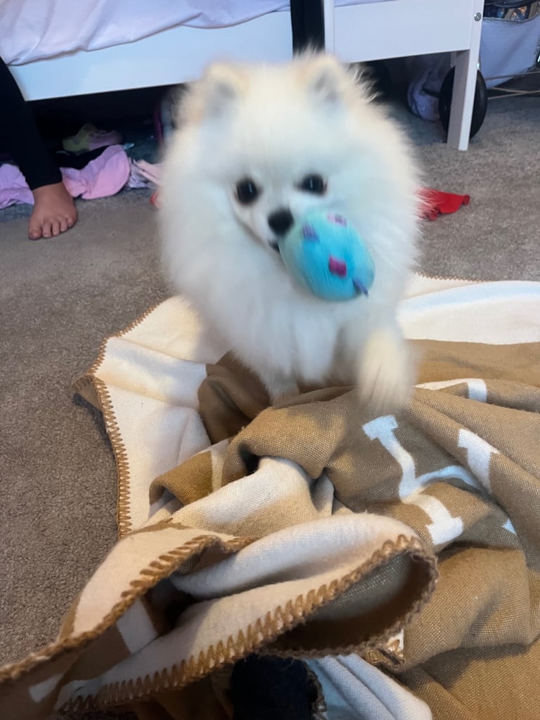 1 year old Pomeranian 