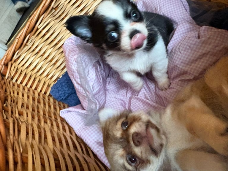 Tiny chihuahuas, long haired, £800 each 