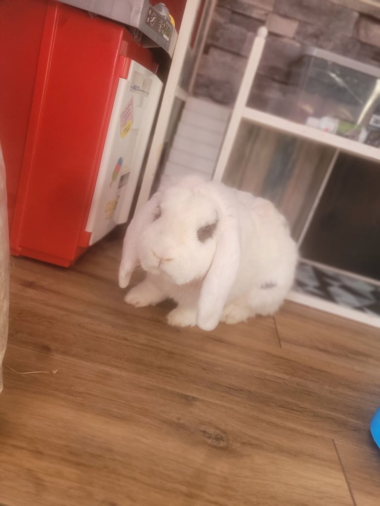 Rabbit less than 3 years old