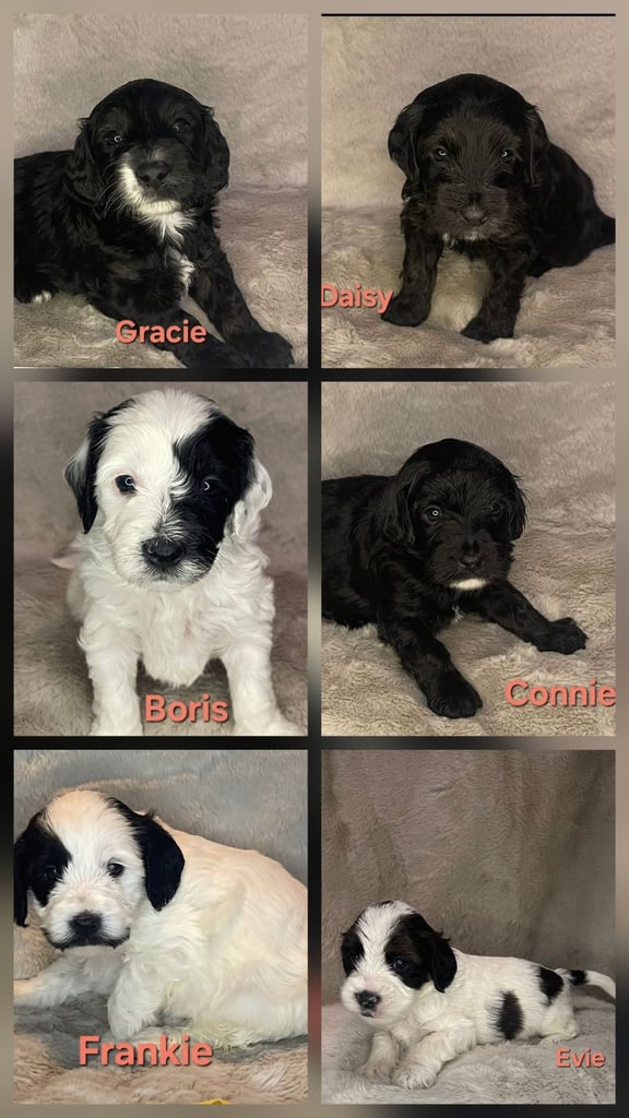 Adorable  F2 Cockapoo puppies