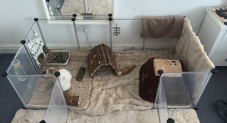 two friendly rabbits , pen,cage,accessories 