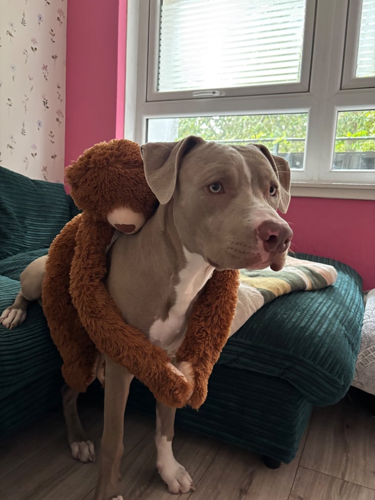 10 month old Staffy X