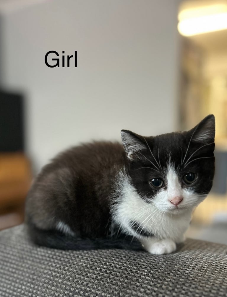 British short haired cross kittens 
