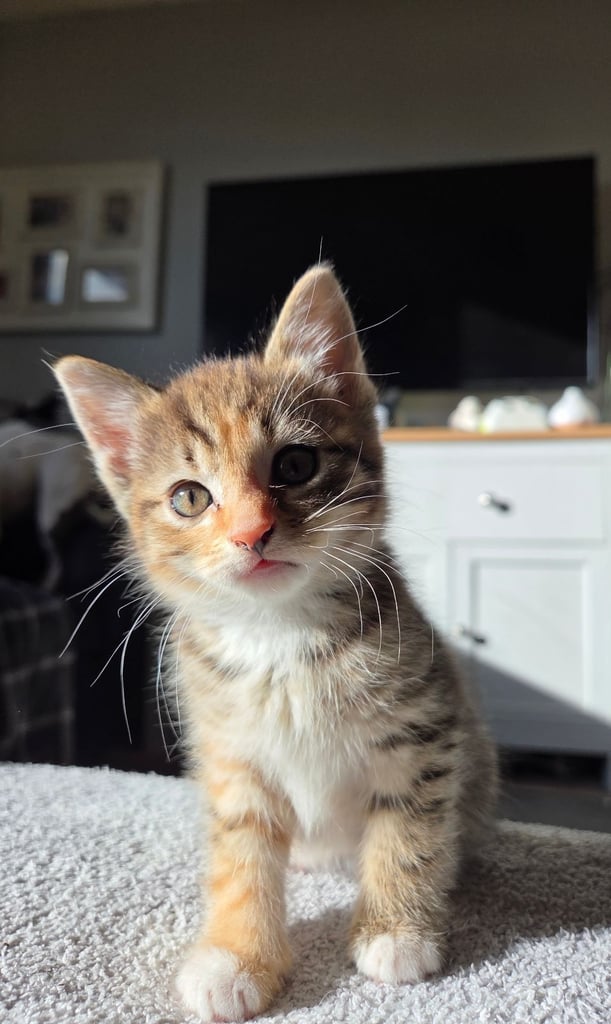 Forever homes wanted