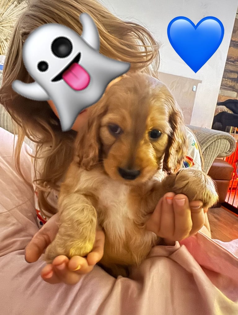 Show cocker Spaniels ready 4th November 