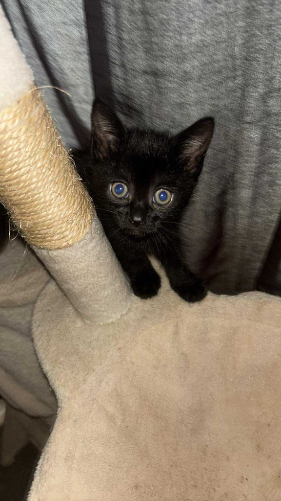 beautiful kittens 