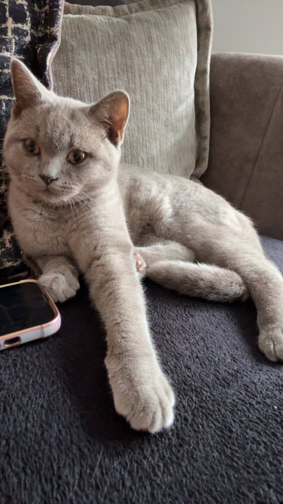 British short hair kitten 