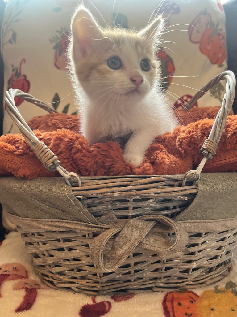 Kittens