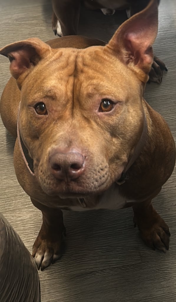Pocket bully