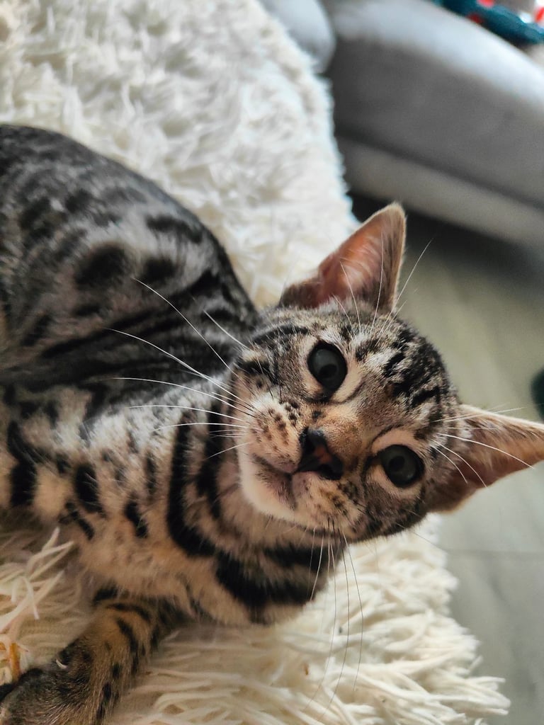 Charcoal/silver bengals