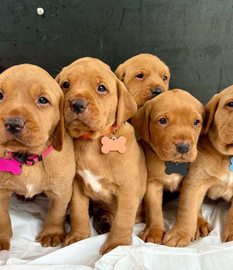 Kc fox red Labrador reduced 1 boy 9 weeks 