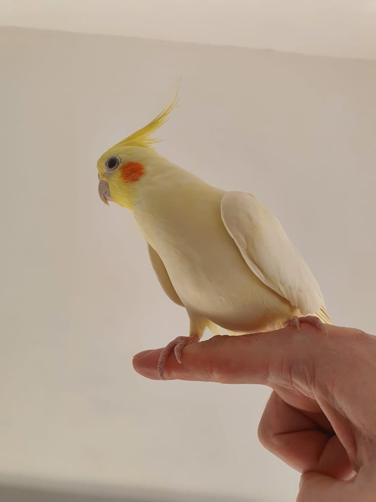 Female Cockatiel - Hand Tamed 