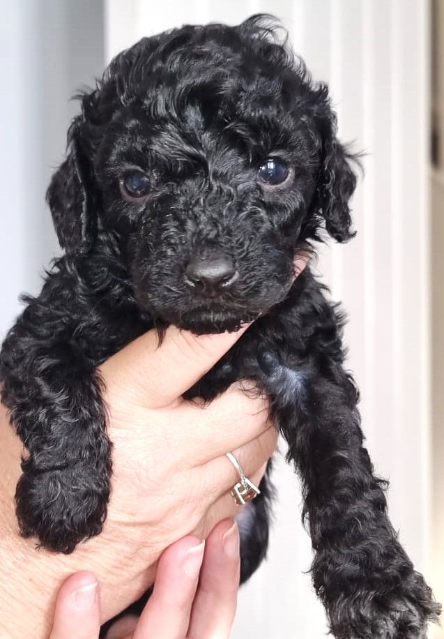 Gorgeous Cavapoo Puppy ready now