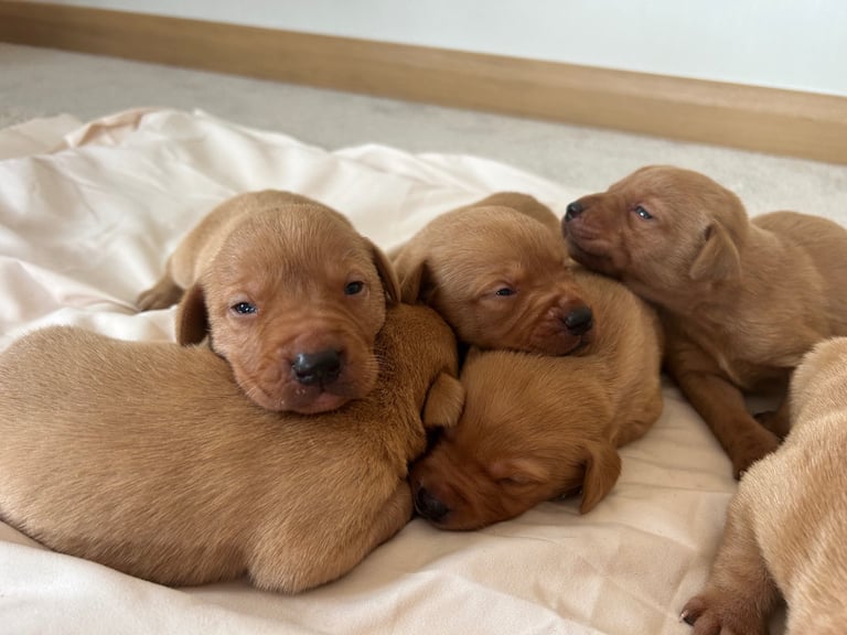 Fox red Labrador
