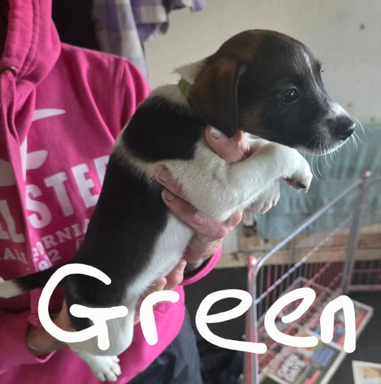 Traditional Jack russells puppies for sale