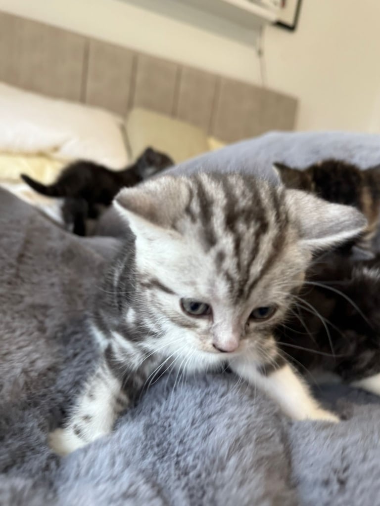 British short hair cross kittens for sale. 