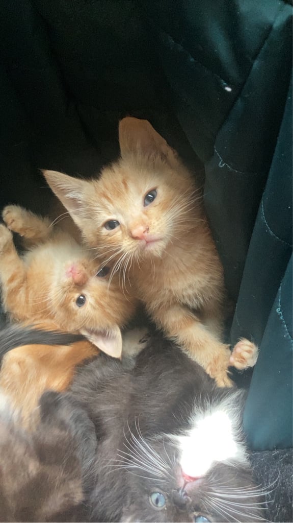 KITTENS FOR SALE 