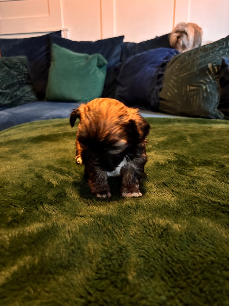 Lhasa poo puppies 