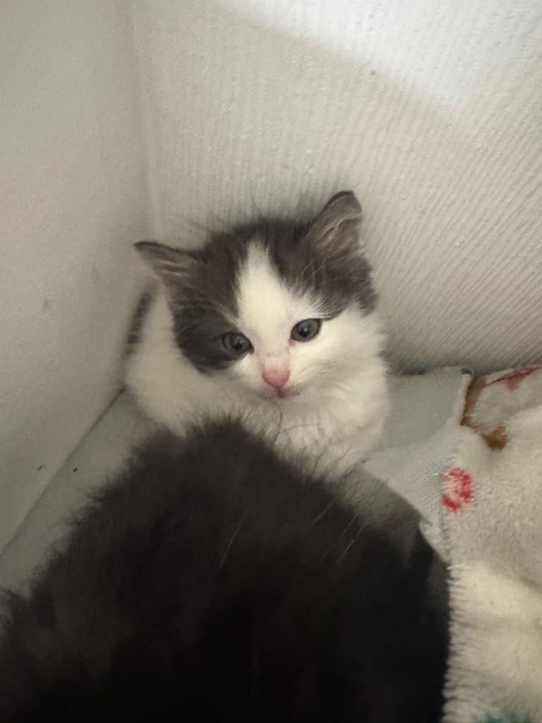 5 kittens ready for forever homes 