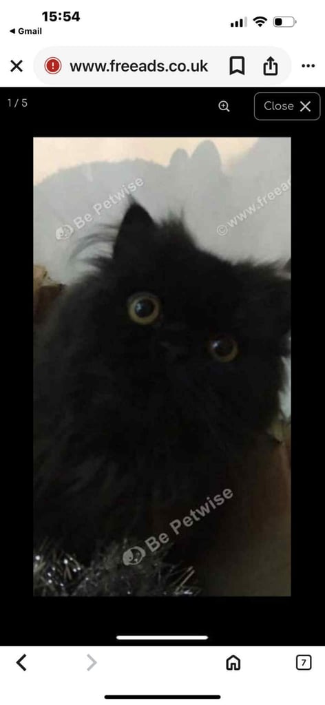 Persian x maincoon kittens