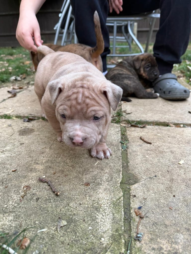 Mastiff x  puppies 