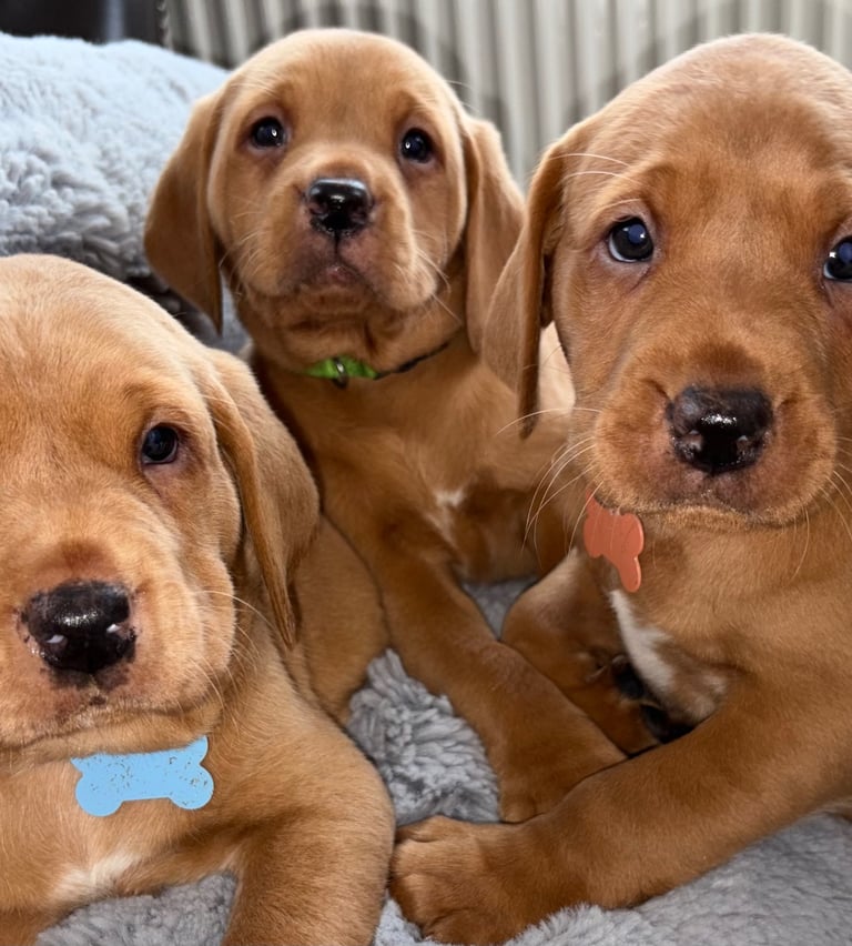 Kc fox red Labrador puppies ready 1 week 
