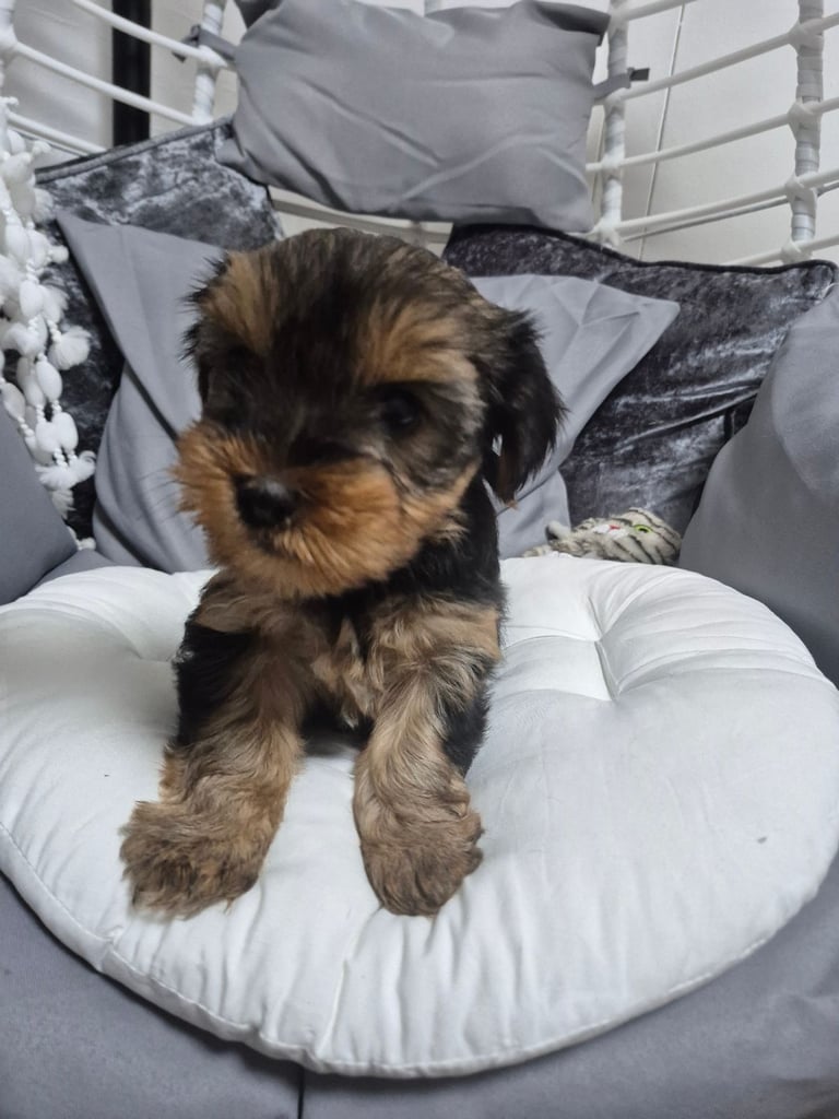 image for Yorkshire terrier girl 