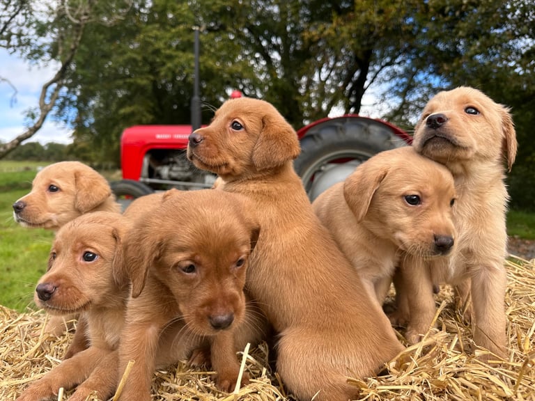 Labrador Retriever Puppies