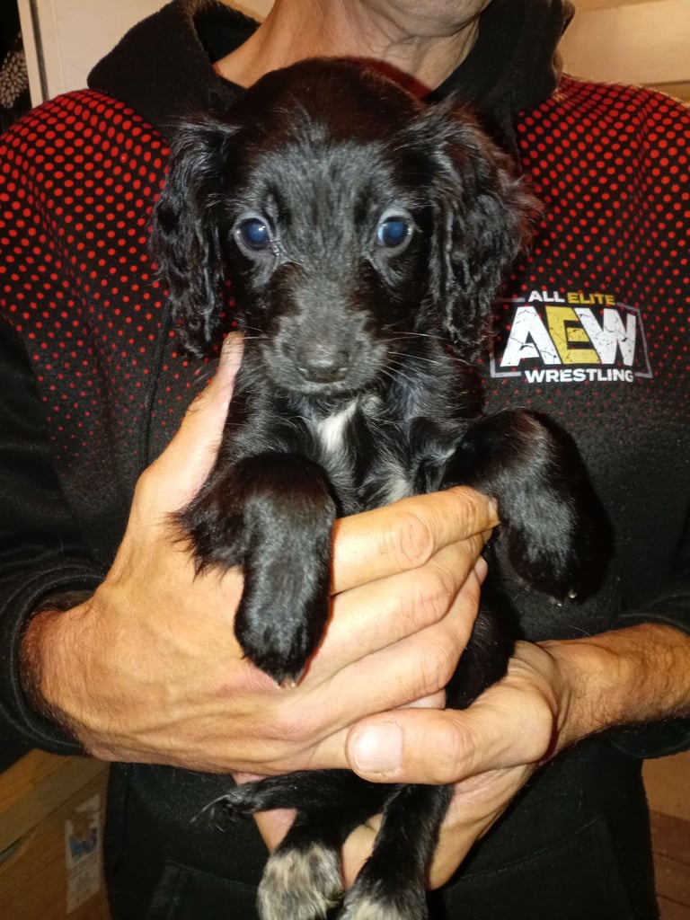 Cockapoo/Cocker Spaniel Puppies. ALL SOLD!! 