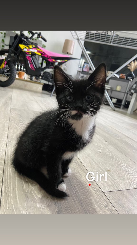 Beautiful kittens ready for there new homes 