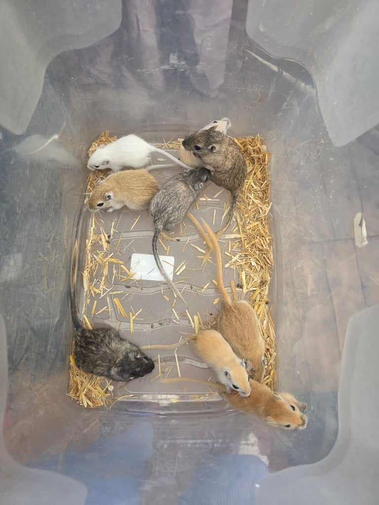 image for Baby's Gerbils 