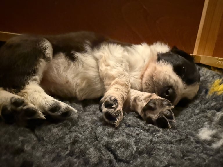 Collie puppies 