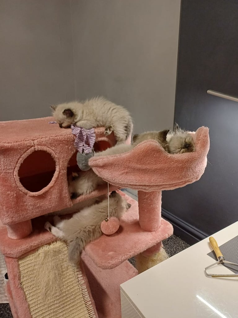 Ragdoll kittens 