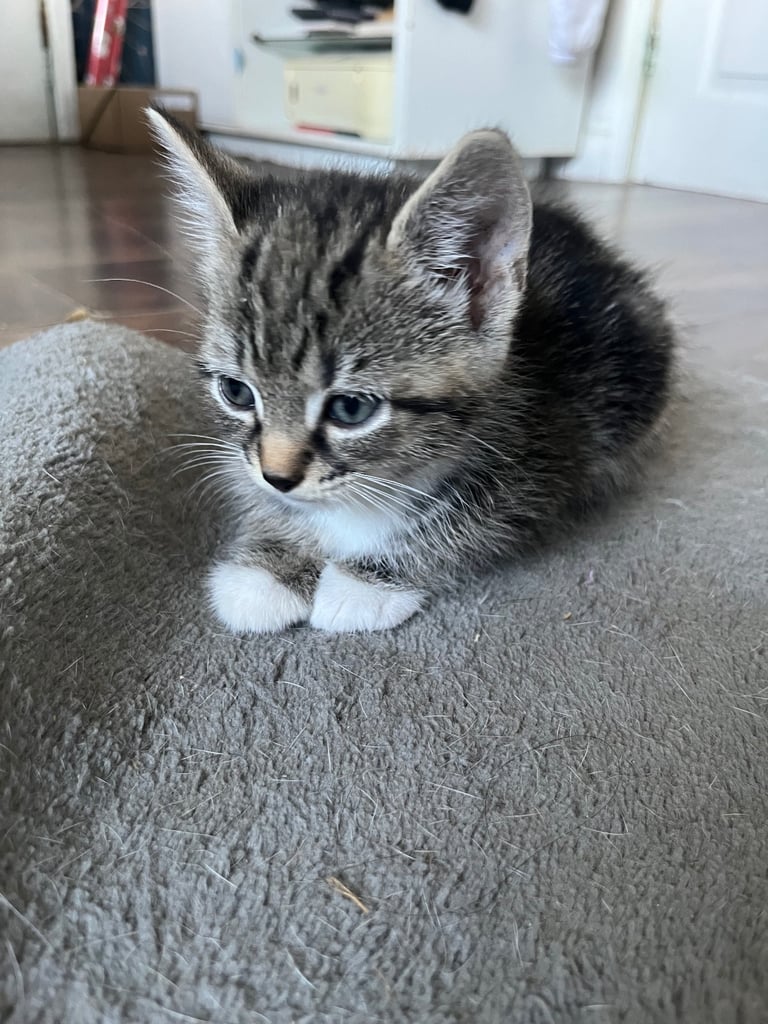 8 weeks old kittens 