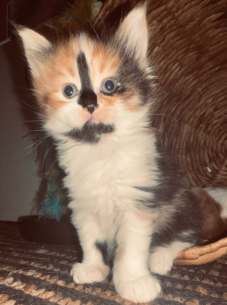 🐾 Adorable Maine Coon Mix Kittens – Ready for Their New Homes! 🐾