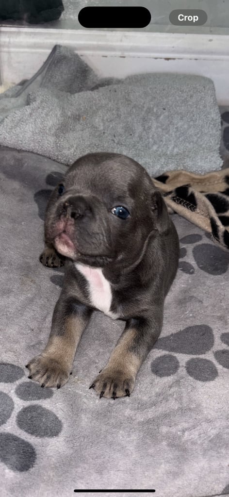 French bulldog / Merle Pups. 