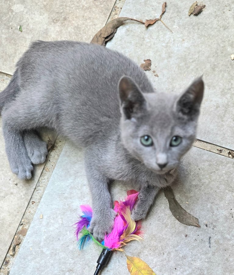 RB kittens, 3 m.o. , N.London 