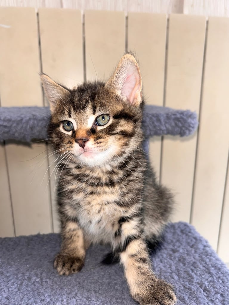 🐾 Adorable Kittens Looking for Their Forever Homes – 2 Girls & 3 Boys🐾