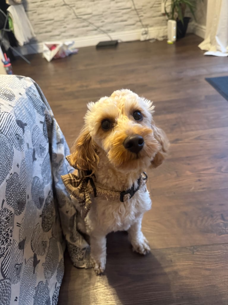 image for One year old cockapoo