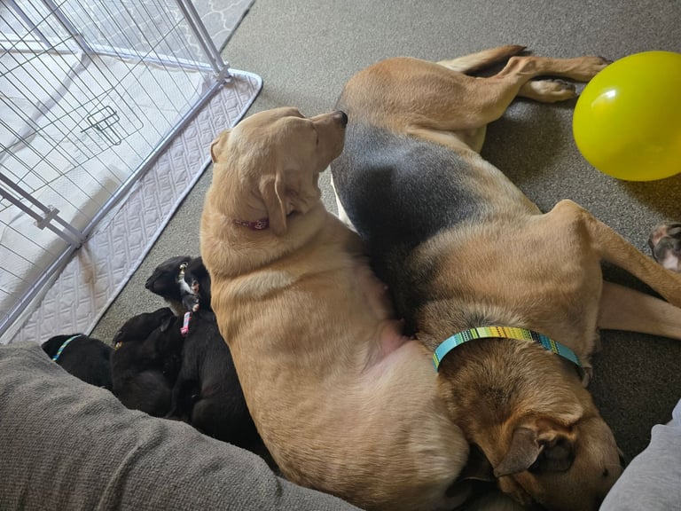 Labrador cross