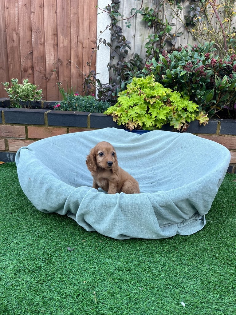Six beautiful Cocker spaniel puppies