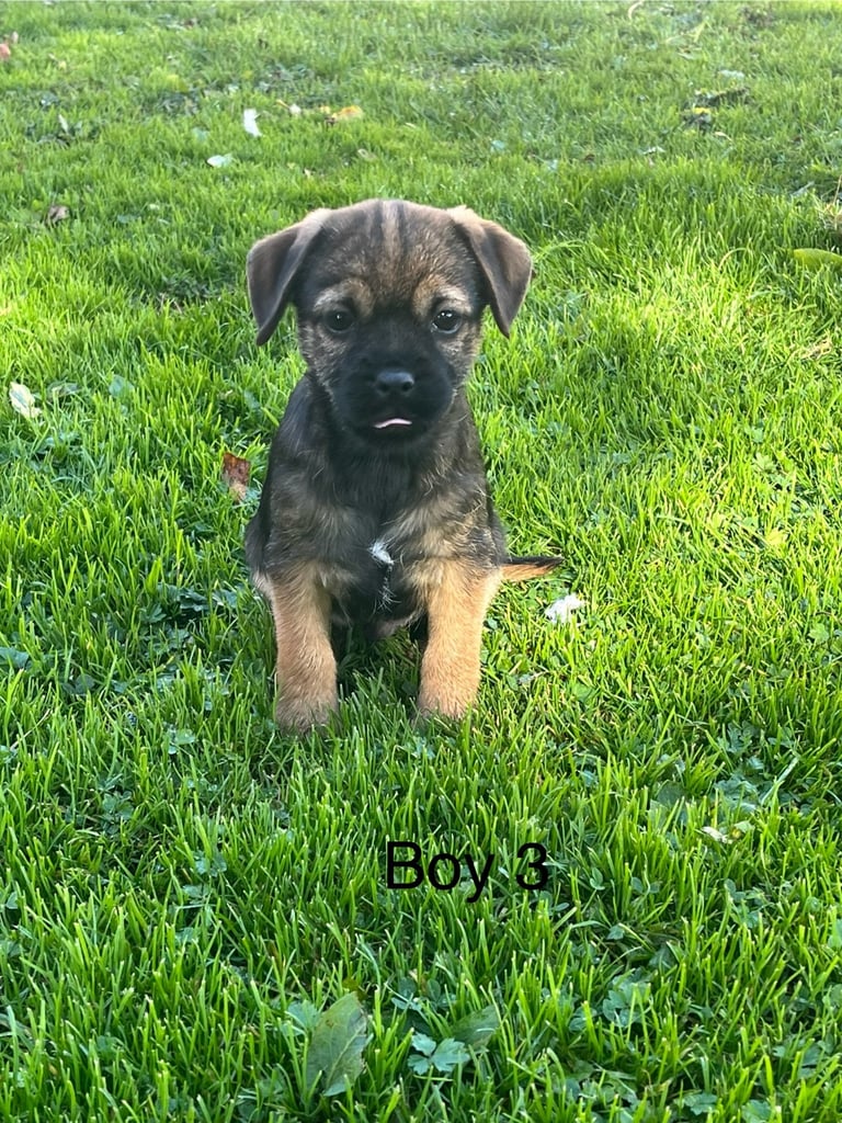 Border terrier pups