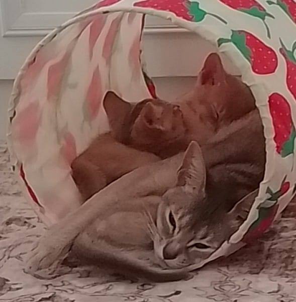 Stunning GCCF Abyssinian girl kitten.