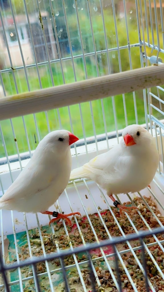 4 PAIRS OF GOOD SIZED ZFS RUNG ZEBRA FINCHES